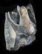 Partial Fossil Rhino Tooth (Teleoceras) - Florida #31717-1